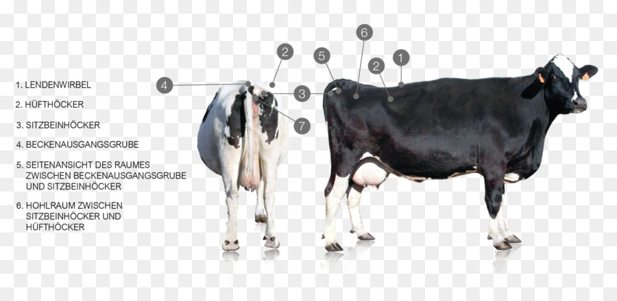 Vaca，Diagrama PNG