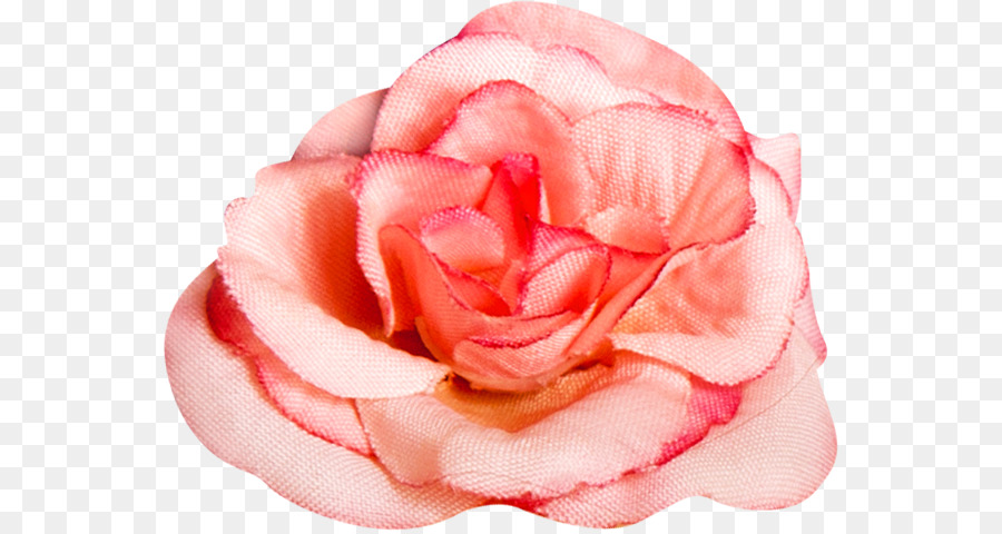 Rosa Rosa，Florescer PNG