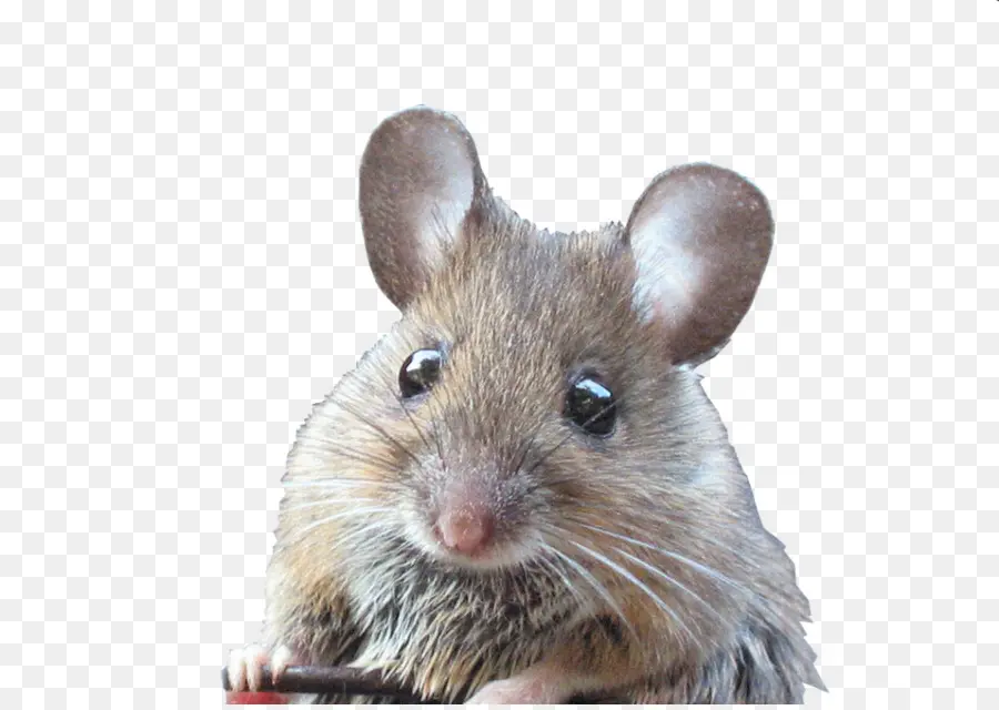 Rat，Fantasia De Rato PNG