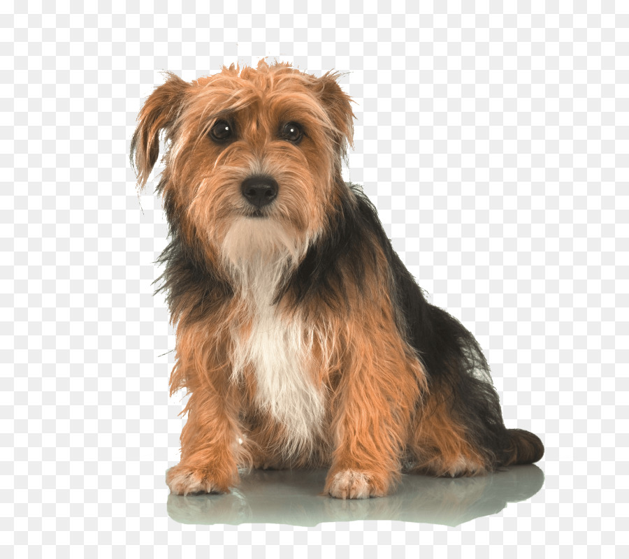 Norwich Terrier，Yorkshire Terrier PNG