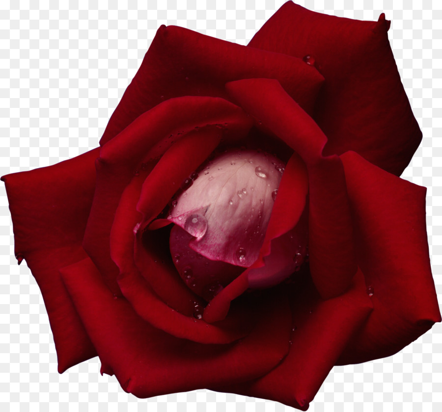 Rosa Rosa，Florescer PNG