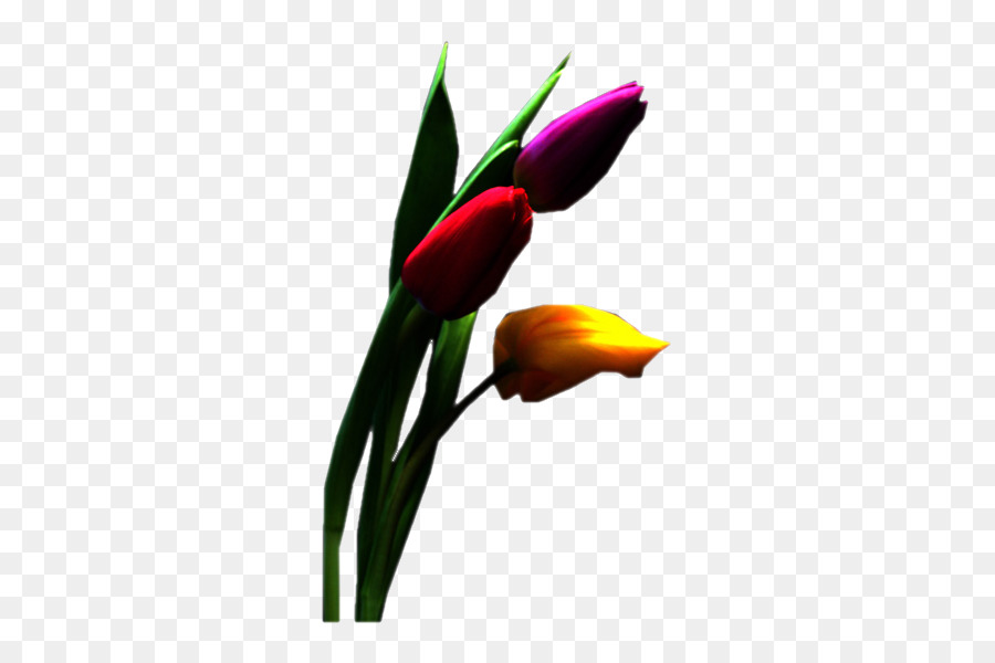 Tulipa Roxa，Tronco PNG