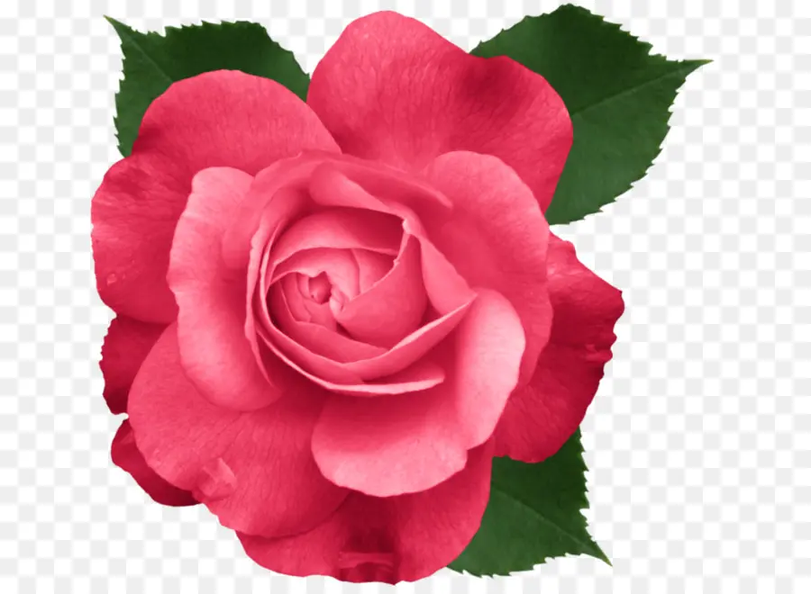 Rosa Vermelha，Folhas PNG