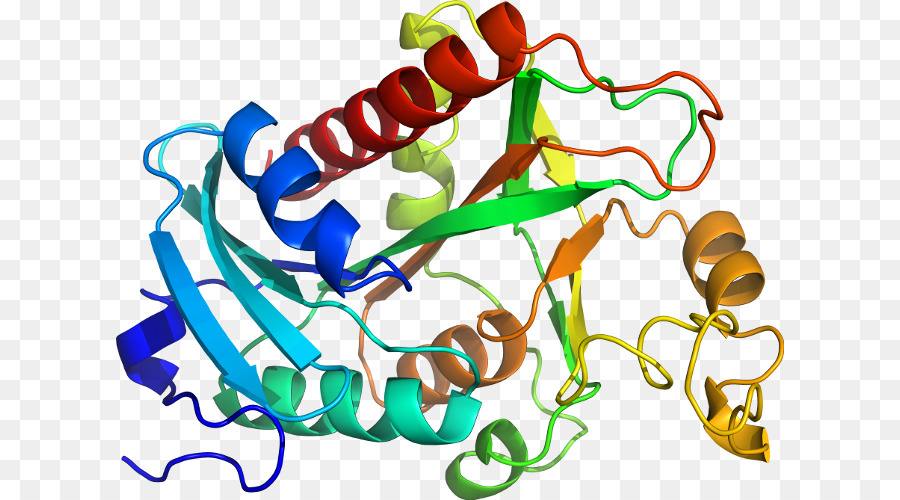 Estrutura Proteica，Biologia PNG