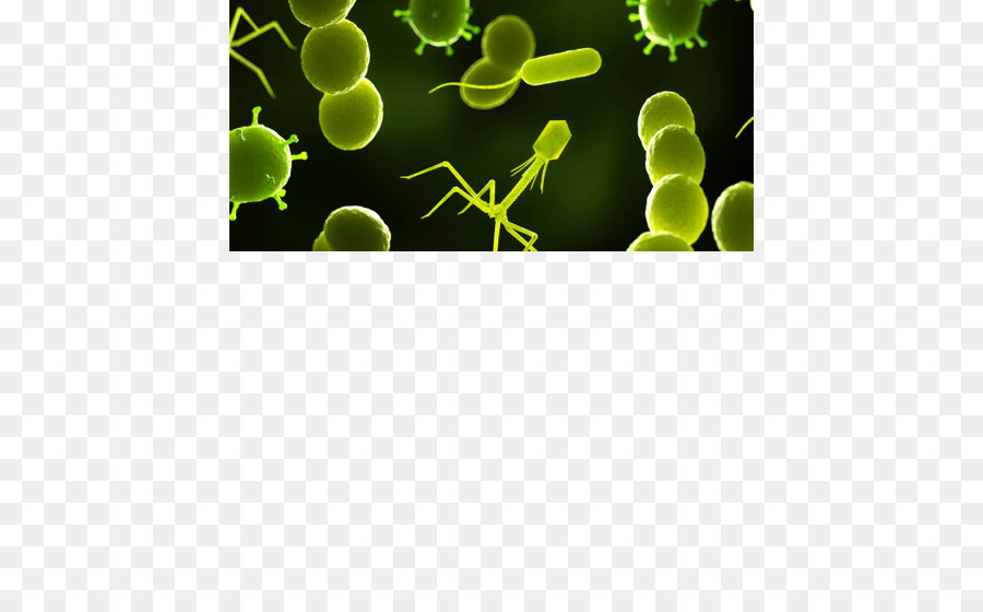 Bacteriófago，Bactérias PNG