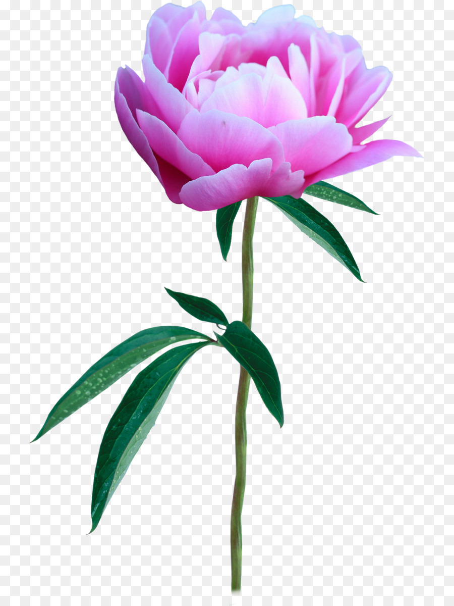 Rosa，Florescer PNG