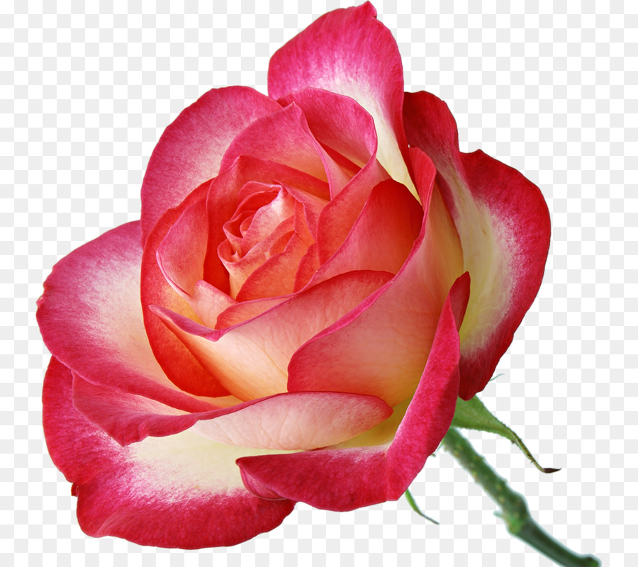 Rosa Pêssego，Florescer PNG