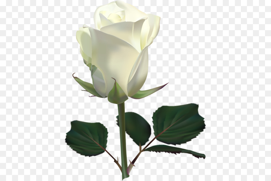 Rosa Branca，Tronco PNG