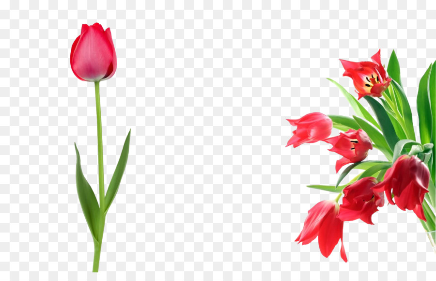 Tulip，Fotografia PNG