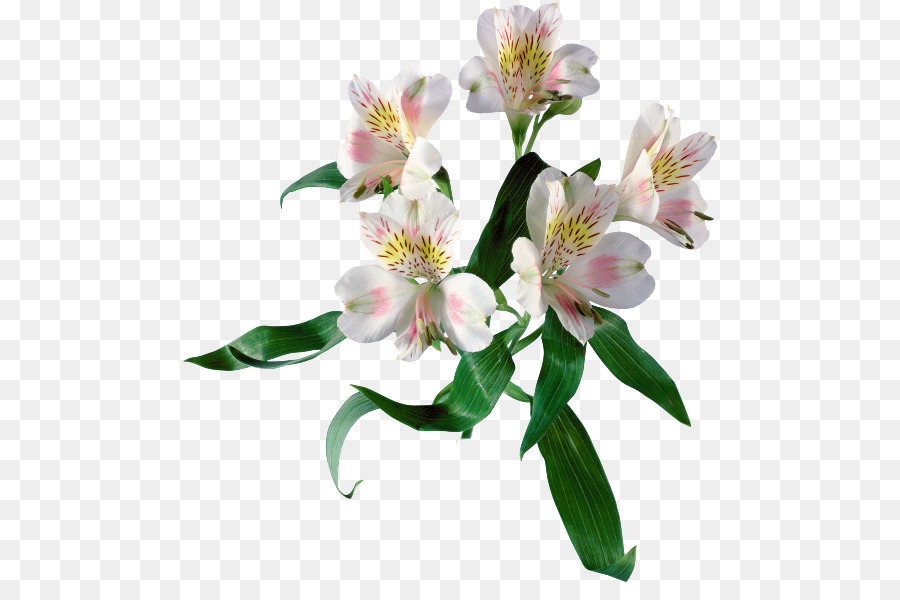 Flores Brancas，Florescer PNG