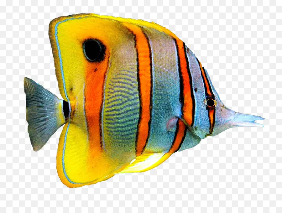 Peixe Listrado，Aquático PNG