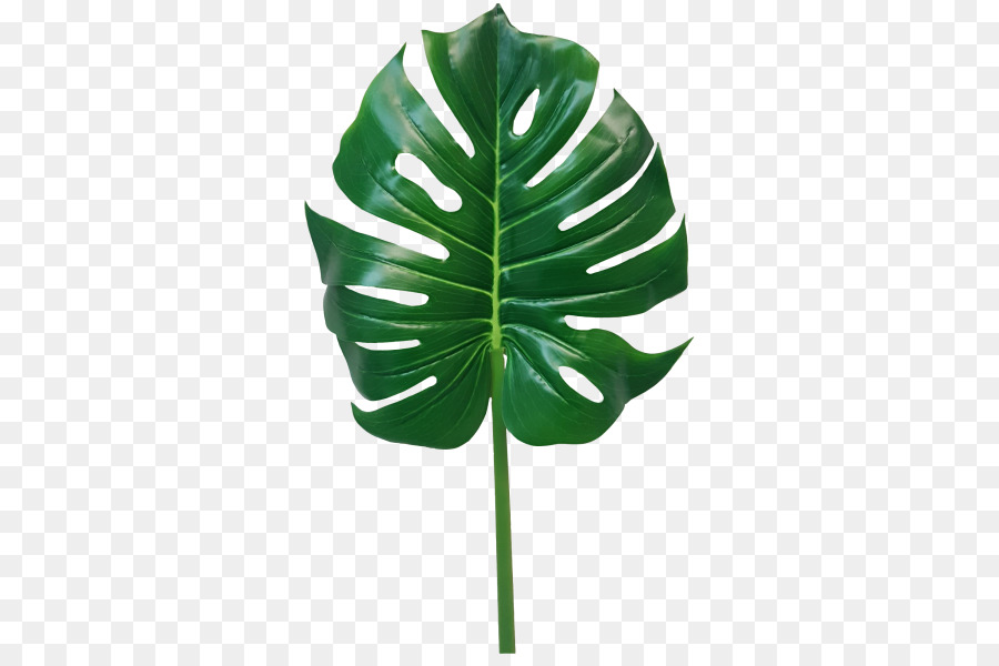 Planta Verde，Folhas PNG