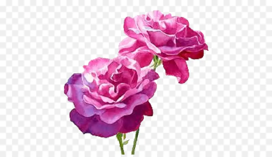 Ainda A Vida Cor De Rosa As Rosas，Aquarela Flores PNG