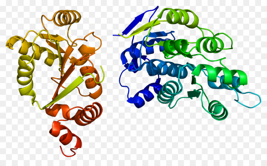 Ddx3x，Helicase PNG