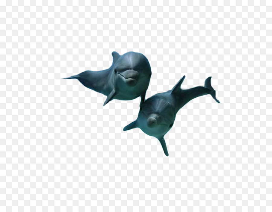 Dolphin，Autor PNG