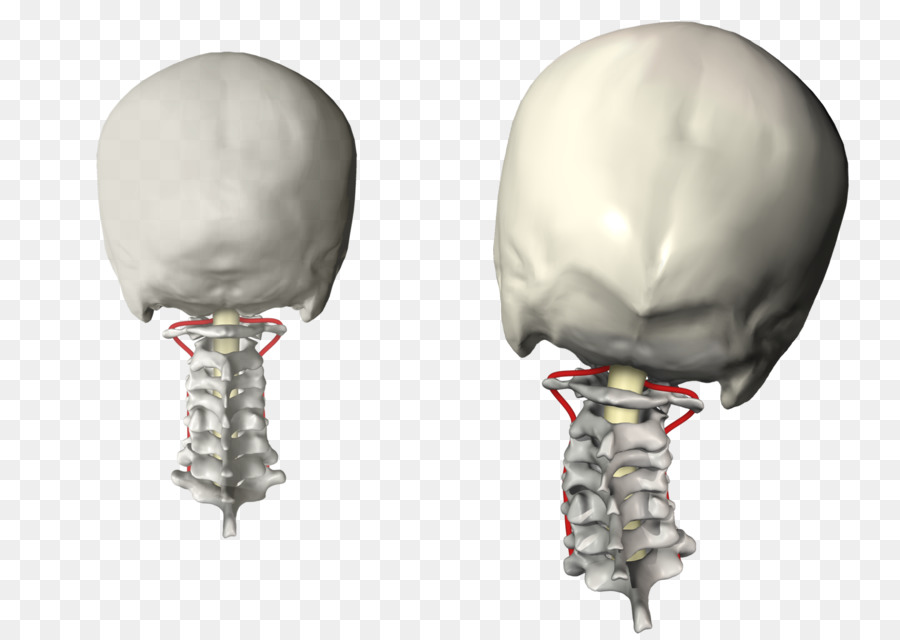 Crânio Humano，Esqueleto PNG