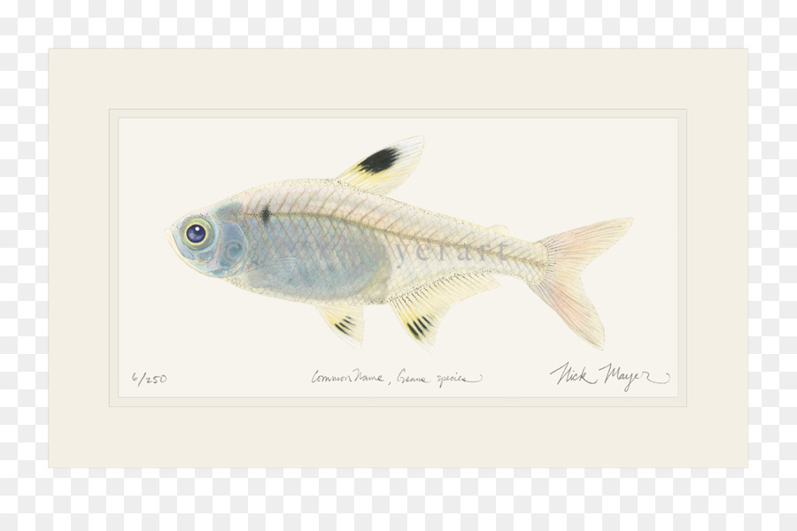 Peixe，Animais PNG