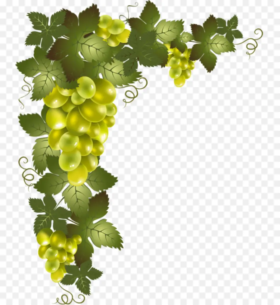 Uvas，Videira PNG