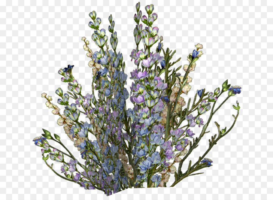 Inglês Lavanda，Desenho PNG