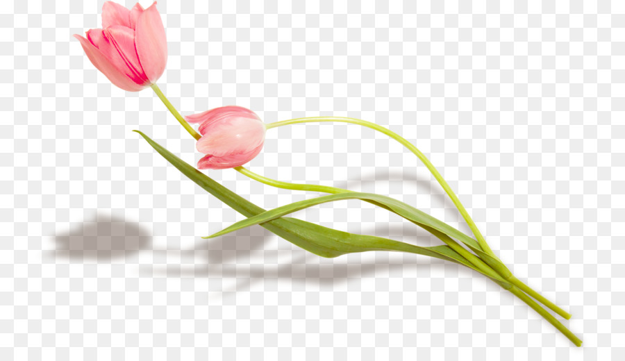 Tulip，Flor PNG