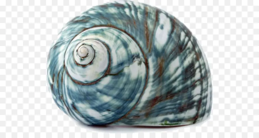 Concha，Espiral PNG