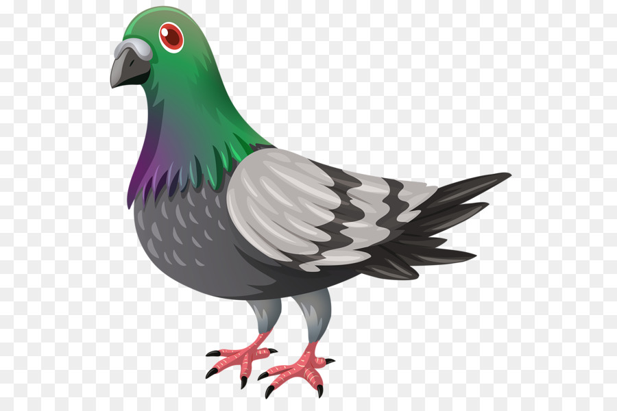 Pombo，Pássaro PNG