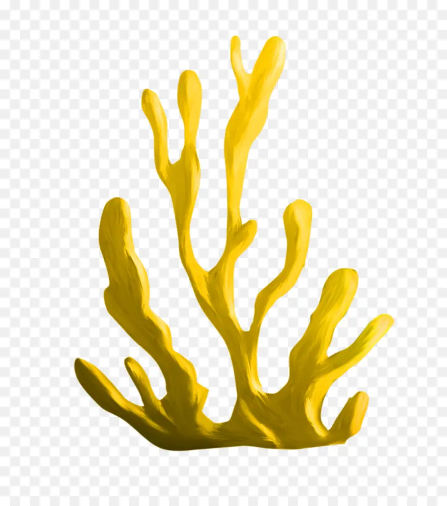 Algas，Coral PNG