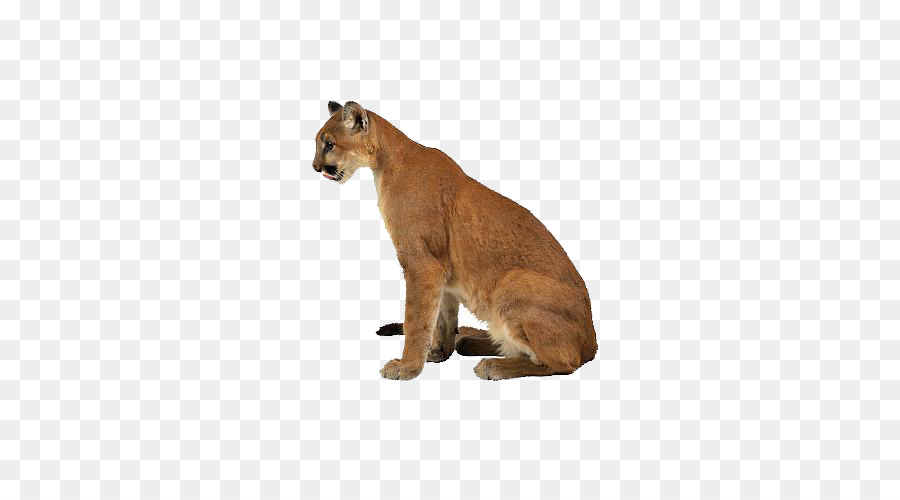 Puma，Selvagem PNG