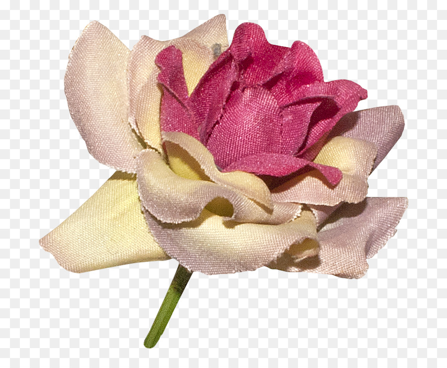 As Rosas Do Jardim，Centifolia Rosas PNG