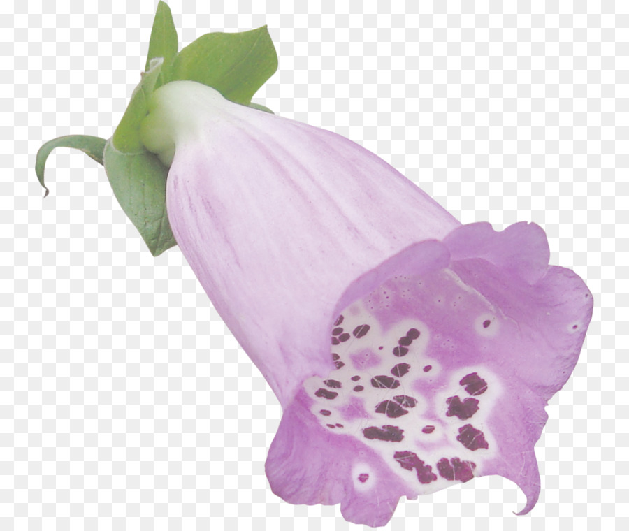 A Floração Da Planta，Planta PNG