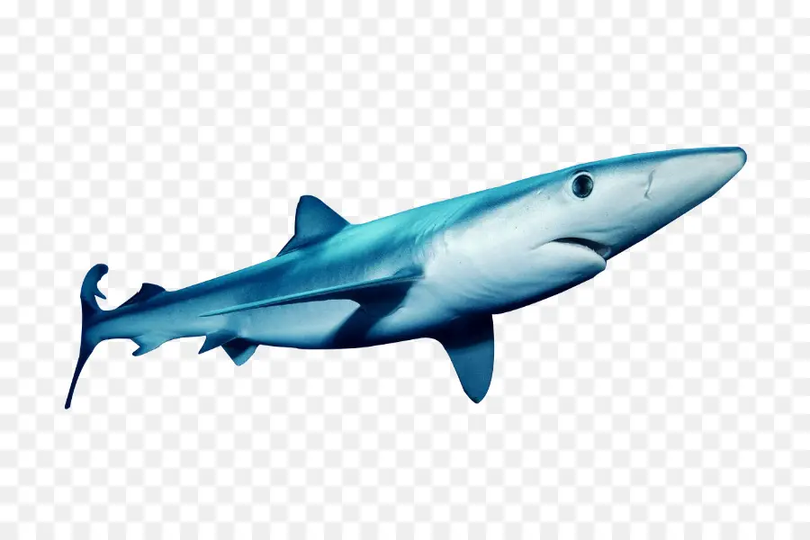 Tubarão Tigre，Grande Tubarão Branco PNG