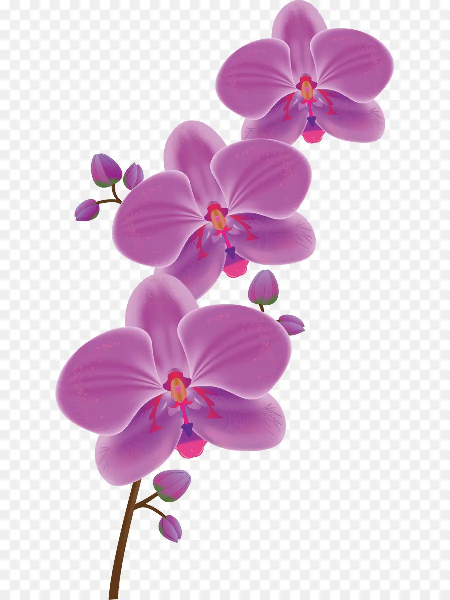 Flor，Traça Orquídeas PNG