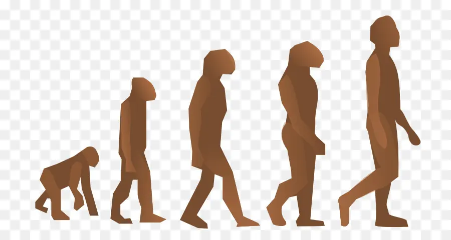 Evolução Humana，O Homo Sapiens PNG