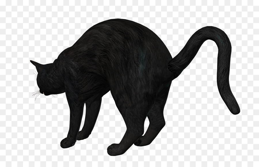 Gato Preto，Pelagem PNG