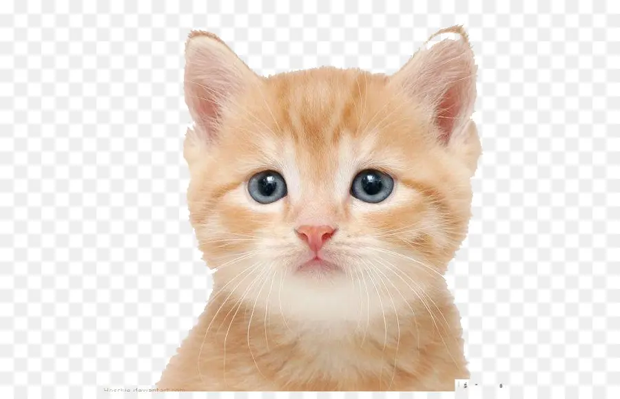 Gato，Gatinho PNG