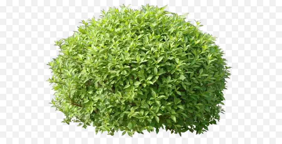 Arbusto，Hedge PNG
