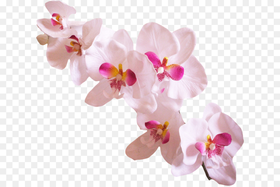 Orquídeas，Sucesso Com Orquídeas PNG