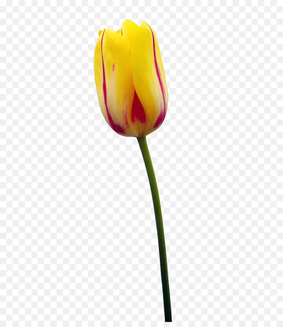 Tulipa，Plantar PNG