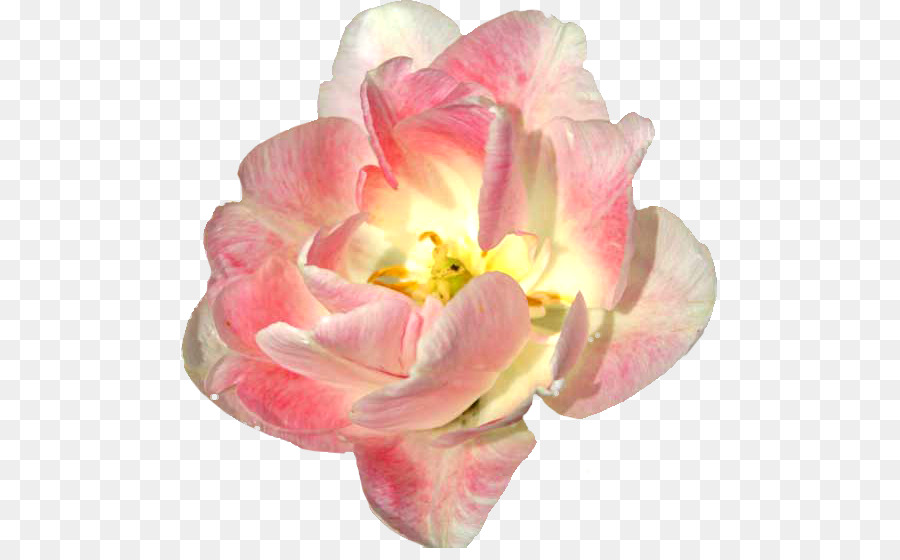 Flor，Camadas PNG