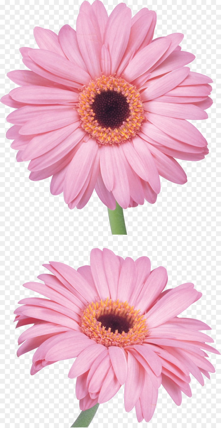 Flores Cor De Rosa，Florescer PNG