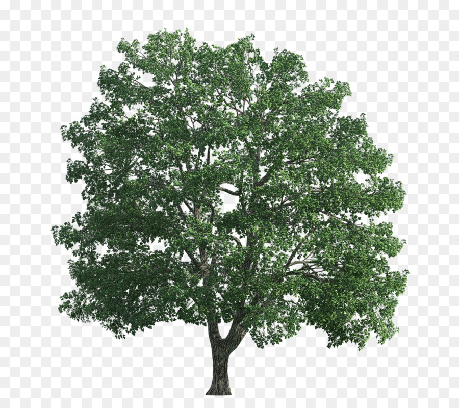 Árvore Verde，Natureza PNG