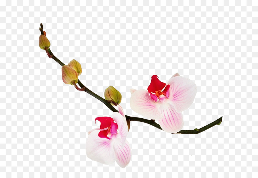 Orquídeas Rosa，Florescer PNG