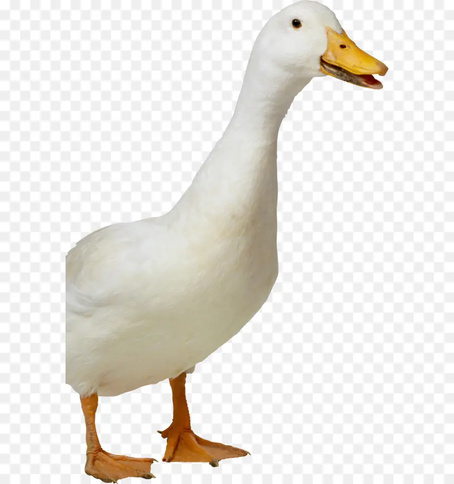 Pato，Pássaro PNG