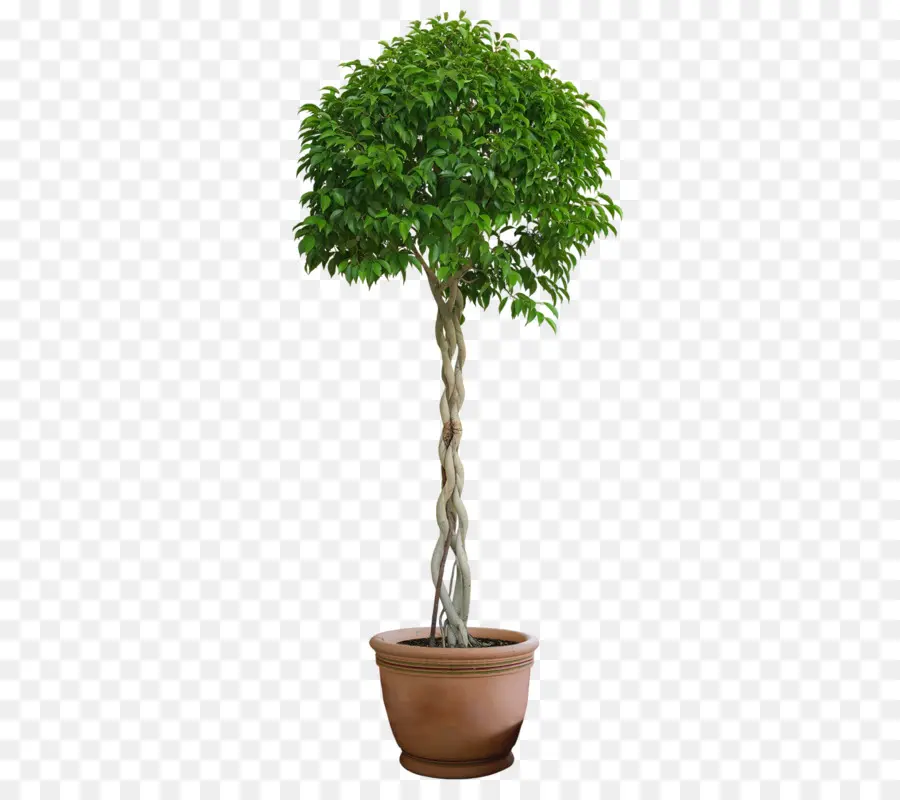 árvore，Planta PNG