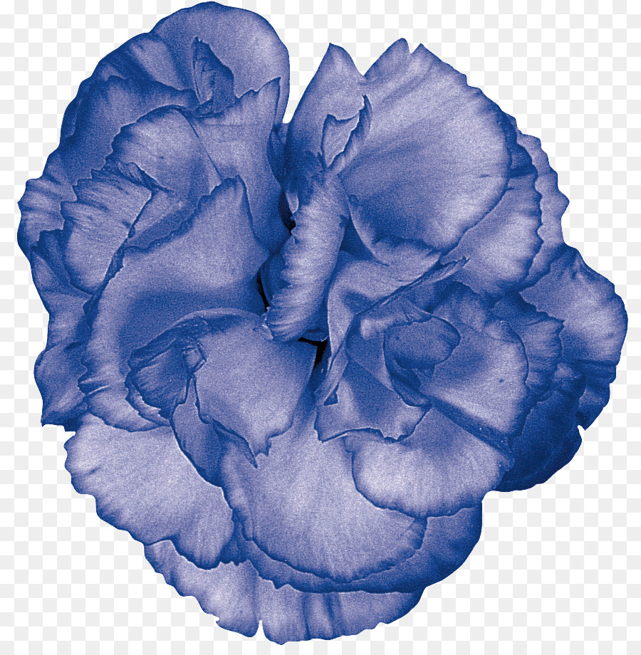 Flor Azul，Pétalas PNG