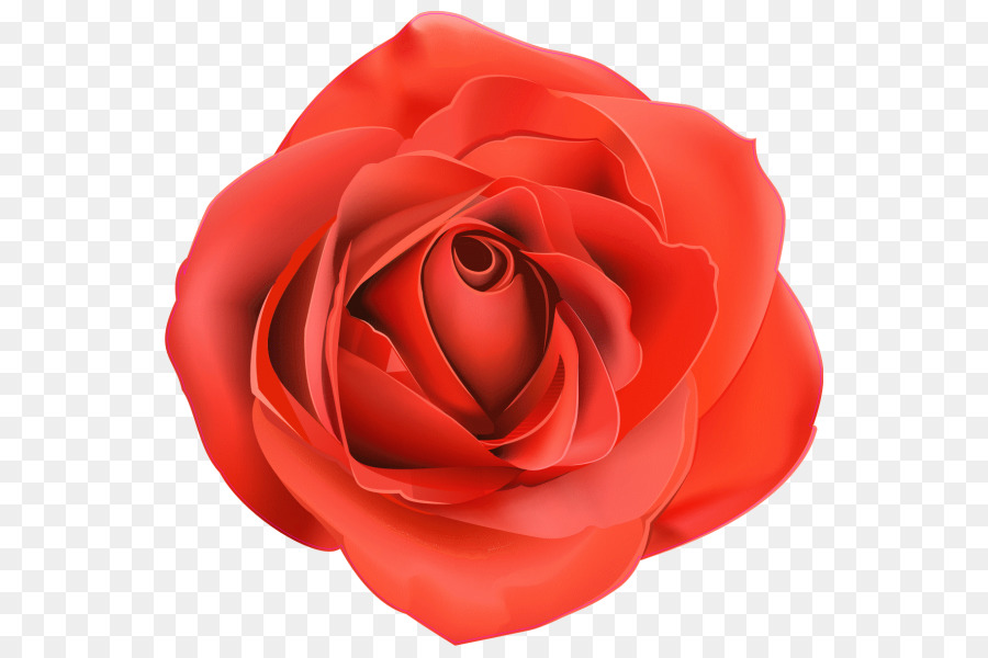 Rosa Vermelha，Florescer PNG