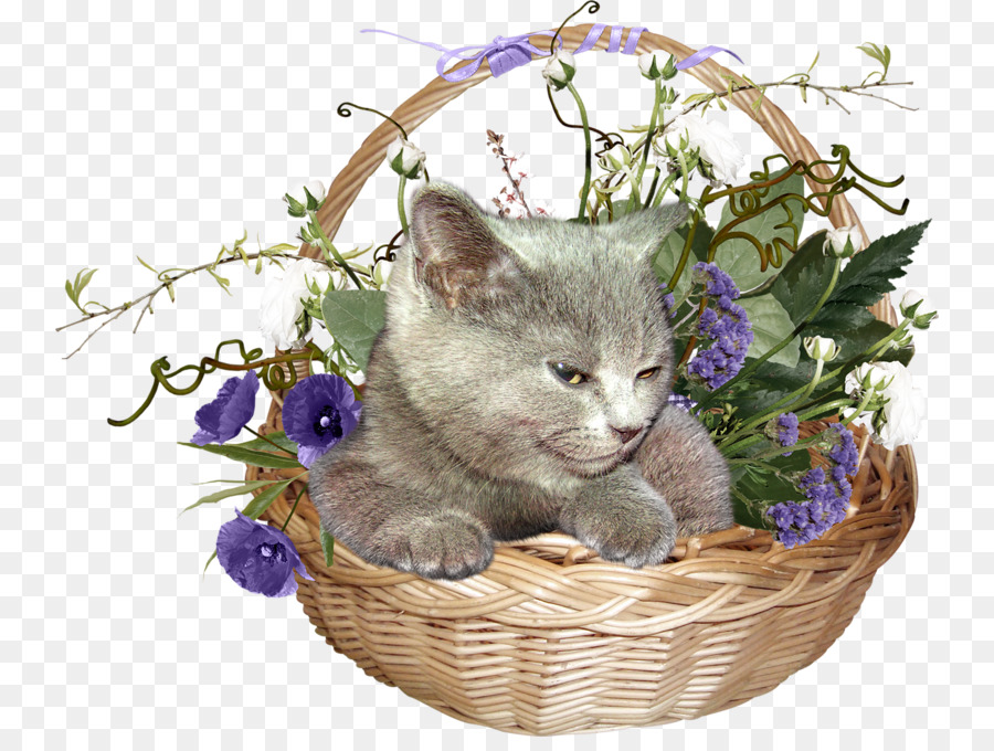 Gatinho，European Shorthair PNG