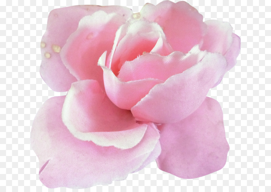 Rosa Rosa，Florescer PNG