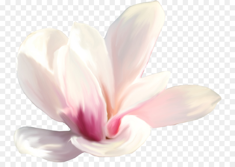 Flor Rosa，Flor PNG