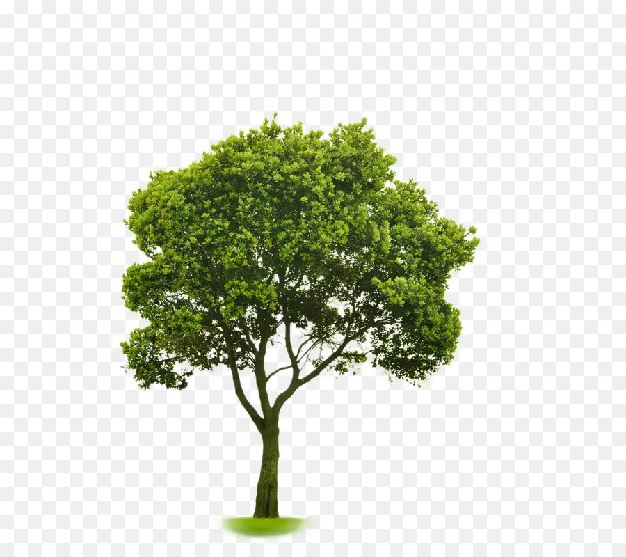 A Escolha De árvores De Pequeno Porte，Fotografia De Stock PNG